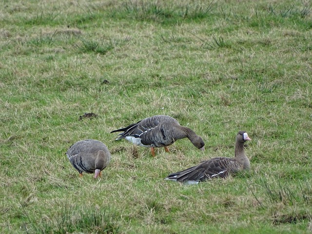 剑玉达人 剑玉达人